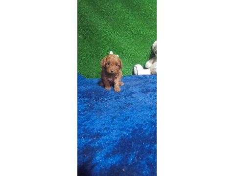 Harika Maltipoo Minikler