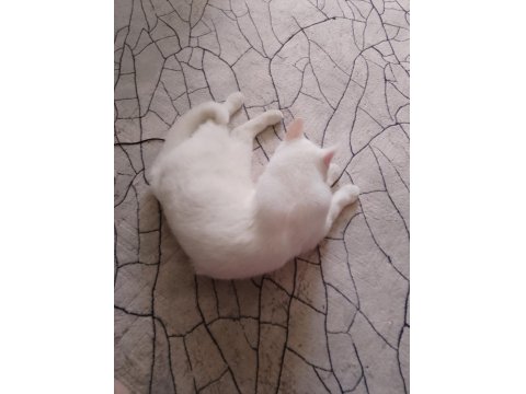 1 Yaşında Ankara Kedisi Ücretsiz Sahiplendirme Yapacağım