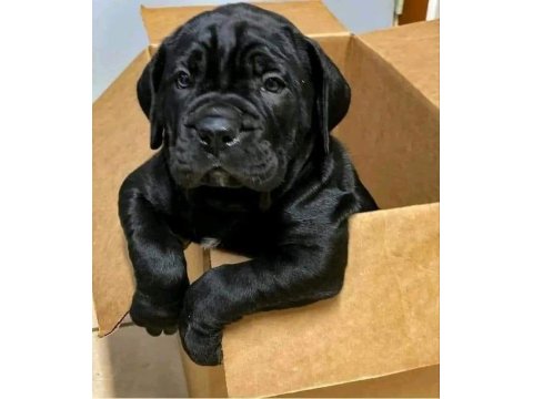 Sağlık Ve Irk Garantili Cane Corso
