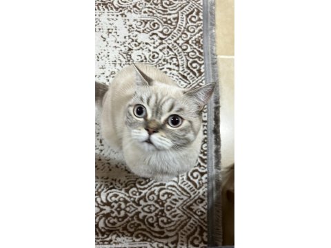 Eşyalarıyla Birlikte Ücretsiz Kedimiz Herşeyi Tamdır