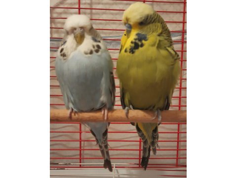 Show Jumbo Muhabbet Kuşu