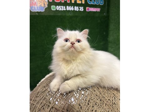 Safkan İran Kedisi Yavrumuz