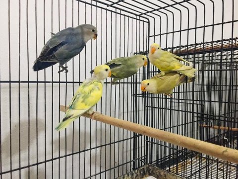 Sevda Cennet Papağanı Yavrular