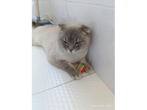 Scottish Irk Evcil Kedimiz