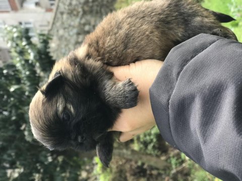 Pekingese Yavruları
