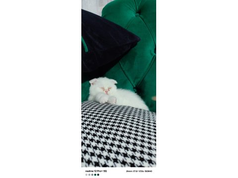 Scottish Fold Bembeyaz Yavru