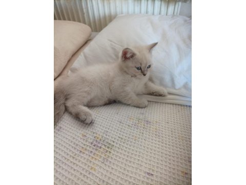 2 Aylık Kedimizi Sahiplendirmek