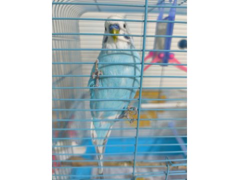 Konuşan Muhabbet Kuşu Çift Mükemmel İkili