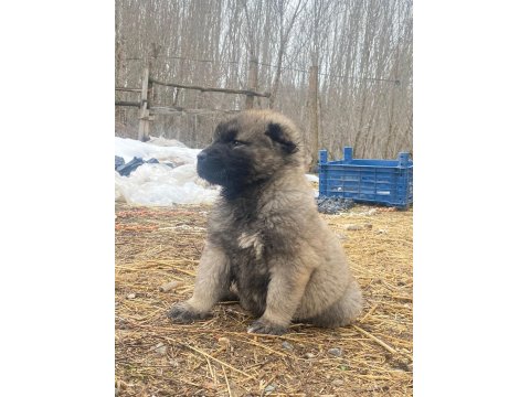 Her İle İlçeye Gönderim Sağlanır Sivas Kangalı