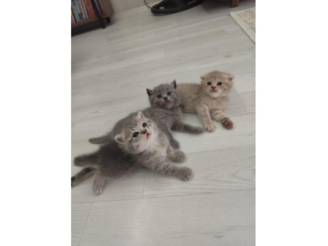 Yavru Kedilerimize Yuva Arıyoruz