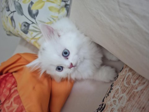 Güzel Bambinoo British Longhair