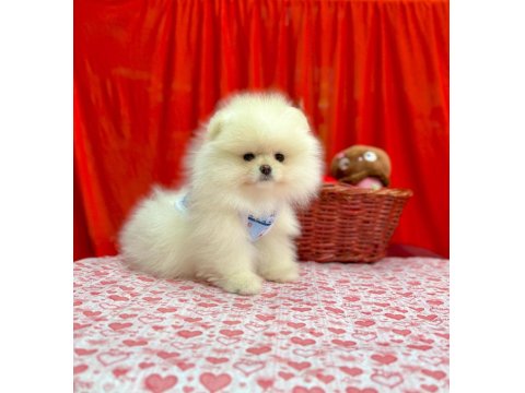 Safkan Pomeranian Boo Yavrularımız