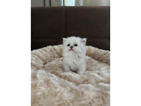 1 Aylık Yavru British Longhair Yavrular