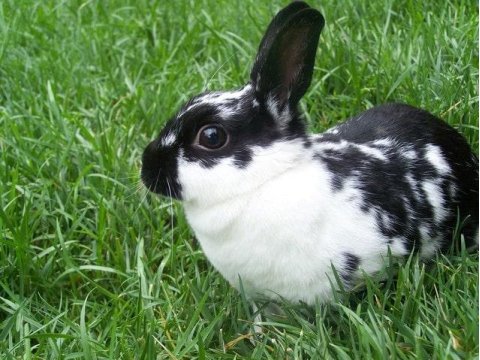 Hollanda Lop Tavşan Yetiştiriciliği