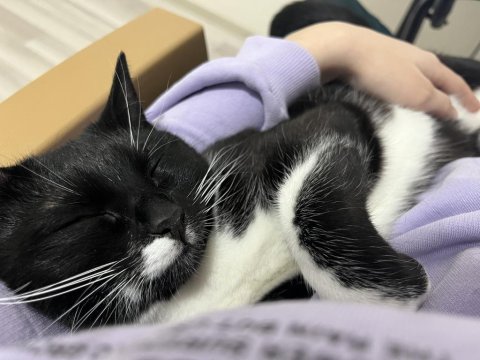 Kedimiz Oreo İçin Yuva Aranıyor