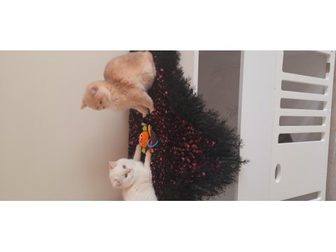 British Shorthair Erkek Ny1233