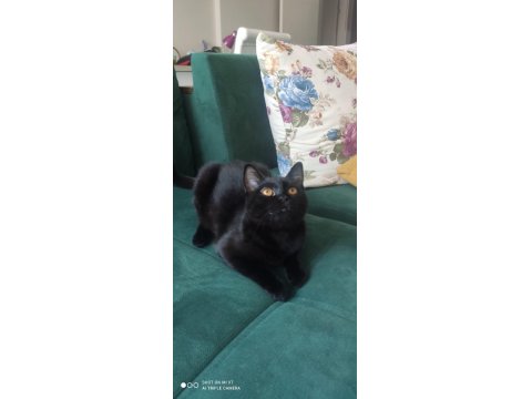 Ücretsiz Baba Scottish Fold Anne Siyam 06.12.2024 Doğumlu