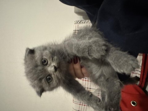 2 Ay Dişi Scottish Fold