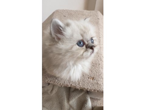 Küçük British Prens Yuvasına Gitmeye Hazır