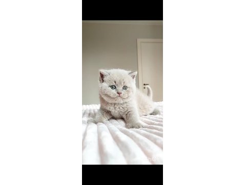 Masum Bebek Lilac British Shorthair