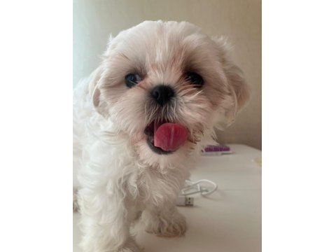 Full Beyaz Shih Tzu
