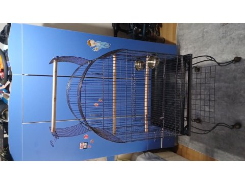 Full Evcil 6 Aylık Yavru Senegal Papağanı