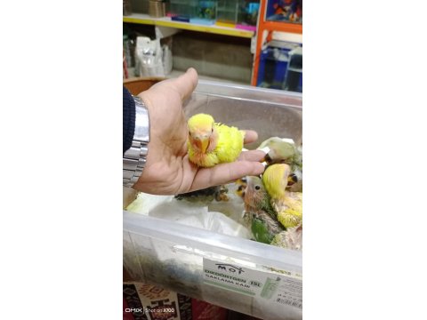 Prehistoricpets Garantisi İle El Besleme Sevdalar