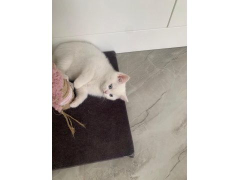 Güzeller Güzeli Maviş Kız Kedimiz