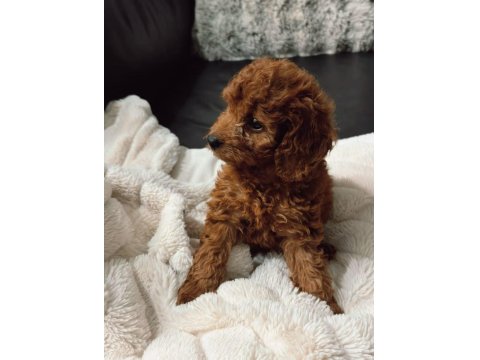 Toy Poodle Yavrularımız