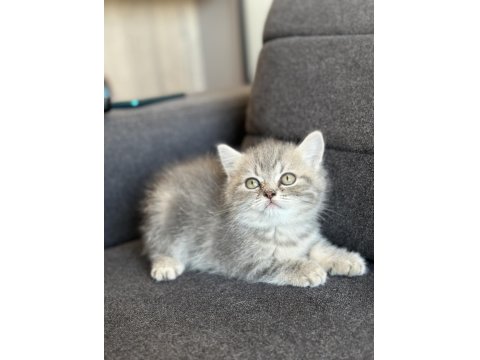 British Bebekler Yeni Yuvalarını Arıyorlar