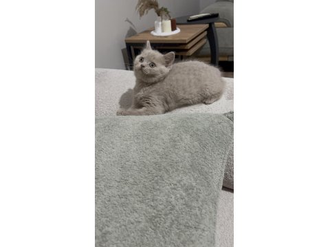 Cinnemon Fawn British Shorthair Yavrularımız