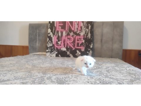 Gri Ve Beyaz Scottish Fold Bebekler