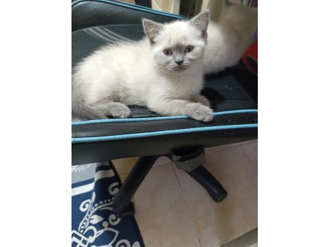 2 Aylık British Blue Point Yavru Kediler