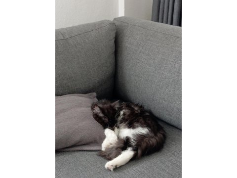 Maine Coon Kedimizi Sahiplendiriyoruz