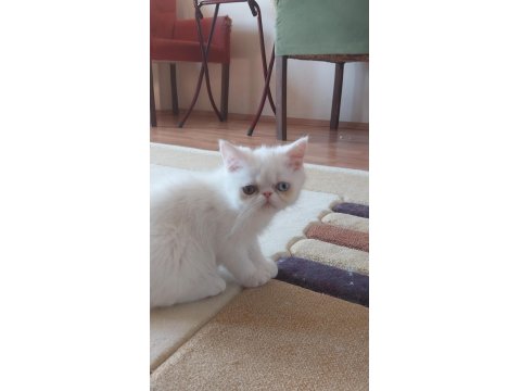 Old Eyes 2 Aylık Erkek Yavru Kedimiz