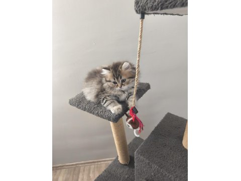British Longhair Silver Tabby