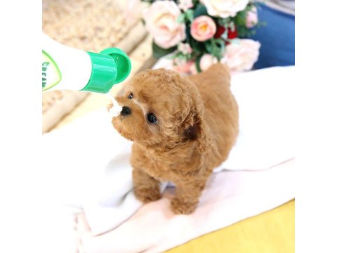 2 Aylık Yavrular Toy Poodle