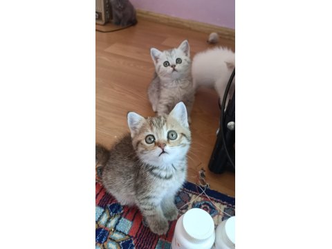 British Shorthair Yavrularımız Oyuncu