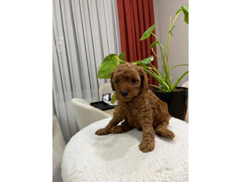 Red Brown Toy Poodle Yavru Bebekler (2 Mayıs Doğumlu)