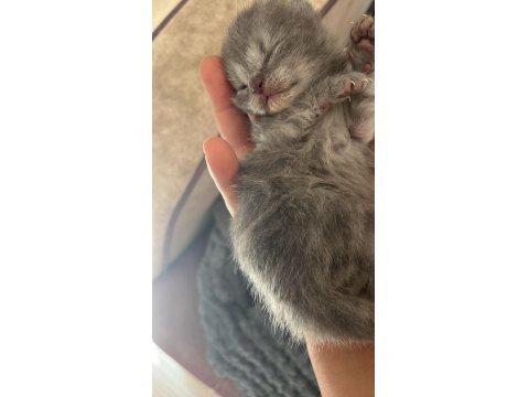 British Yavrularımız