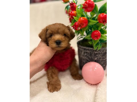 Sevimli Maltipoo Yavrular