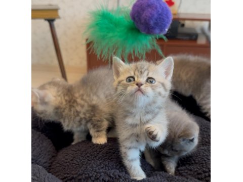 Lnxn Point British Shorthair Yavrular