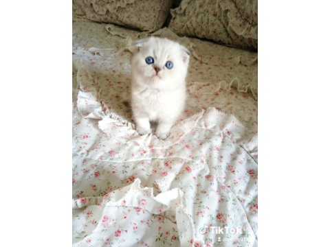 Scottish Fold Lynx Point Top Kafa