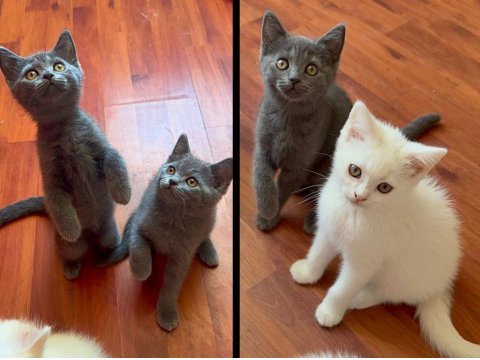 British Tatlı British Shorthair Bebeklerim