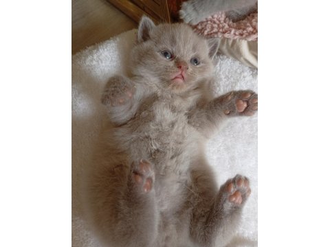Scottish Fold Orjinal Kedimiz
