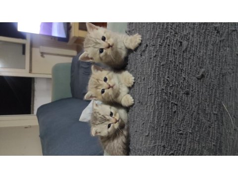 2 British Shorthair 1 Tane Scottish