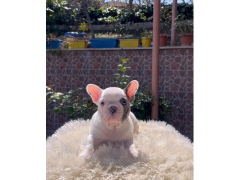 Egzotik French Bulldog Yavrularım Harika Renkler Ve Anatomiler