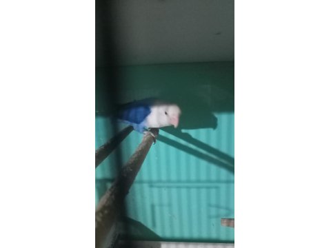 Cennet Yavru El Besleme İsteyene Hazır Takım Olarak