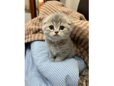 6 Adet Yavru Kedim Var