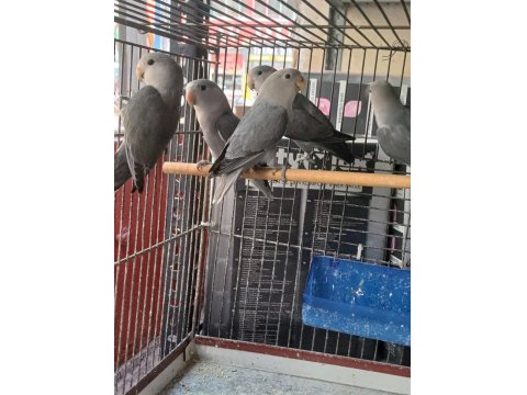 Sevda Cennet Papağanlar Yavrular Uysal Ele Alışık El Besleme